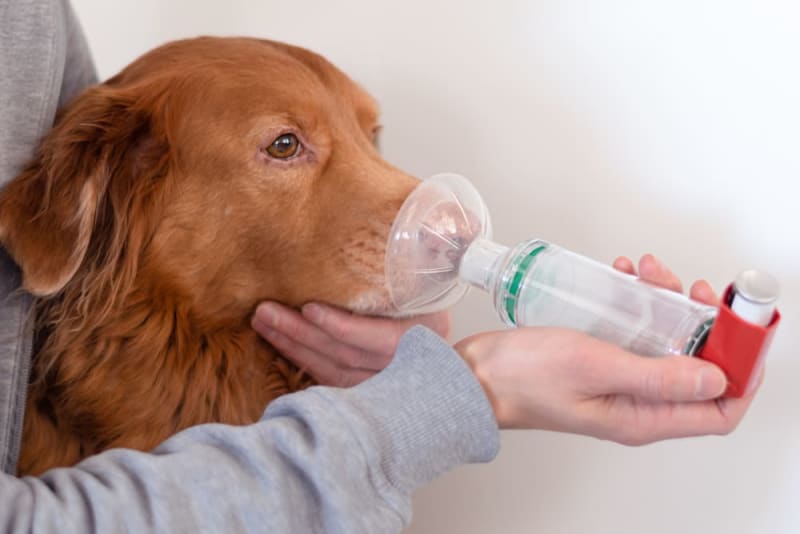 Understanding Dog Asthma and Its Treatment: