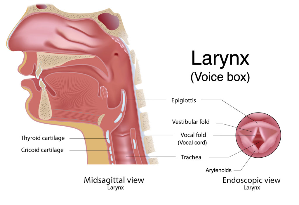 Malacia Medical Term