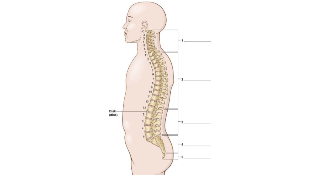 What Is Medical Terminology?