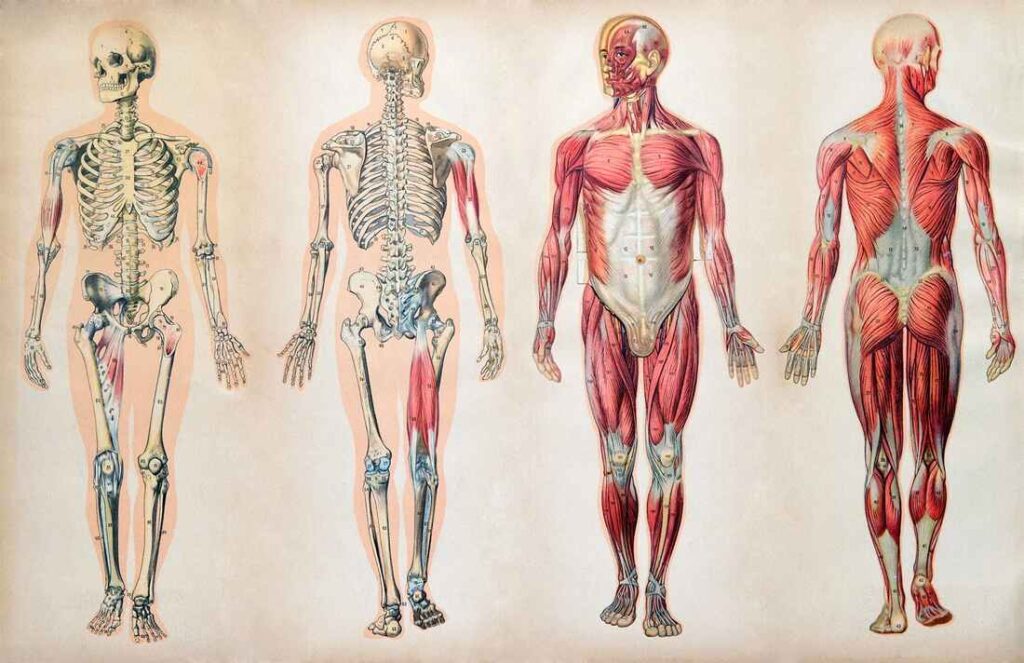 Importance of Anatomy in Medicine: