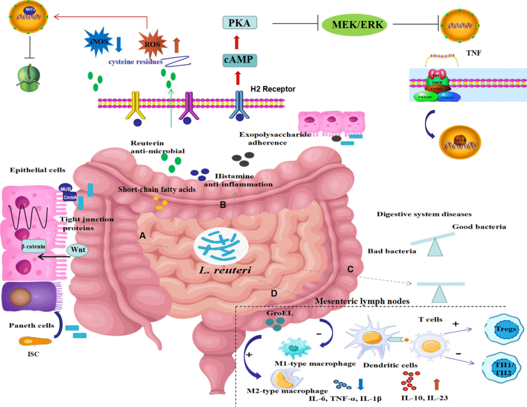 1. Restores Intestinal Microbiota Balance