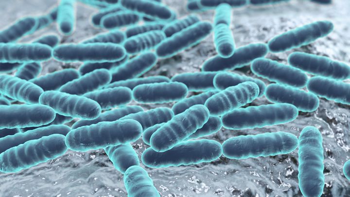 Lacticaseibacillus Casei Cect9104 Health Benefits