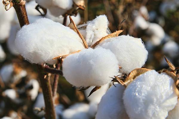 🧼 How to Use Liquid Cotton Safely